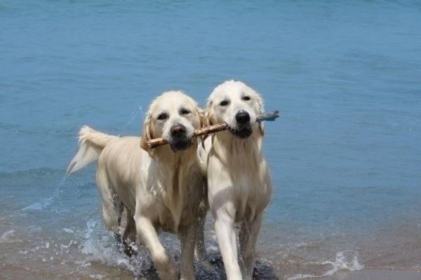 cane femmina che rifiuta il maschio