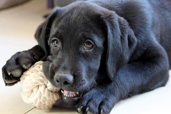 cucciolo di cane labrador