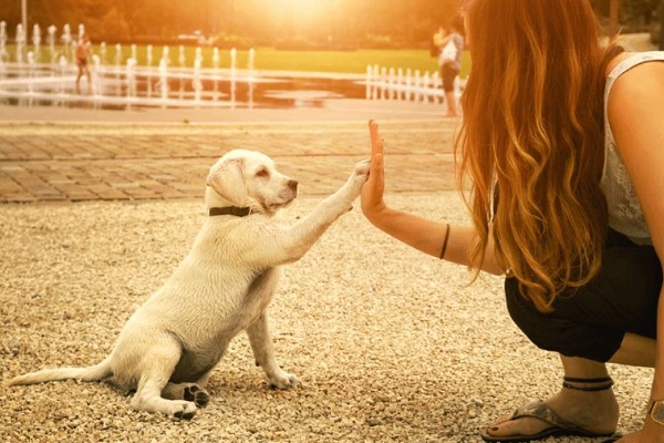 cucciolo di cane e ragazza