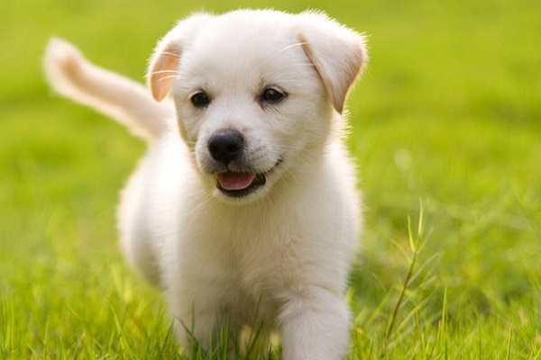 cucciolo di cane