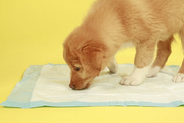 cucciolo di cane su faldone