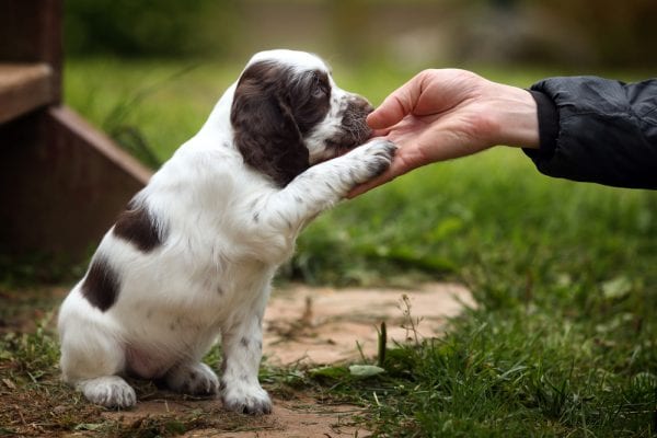 cucciolo di cane dà zampa