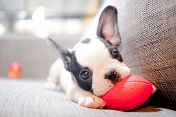 cucciolo di cane