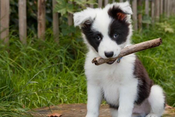 cane con il bastone in bocca