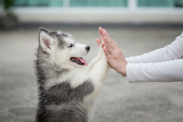 cane e padrona