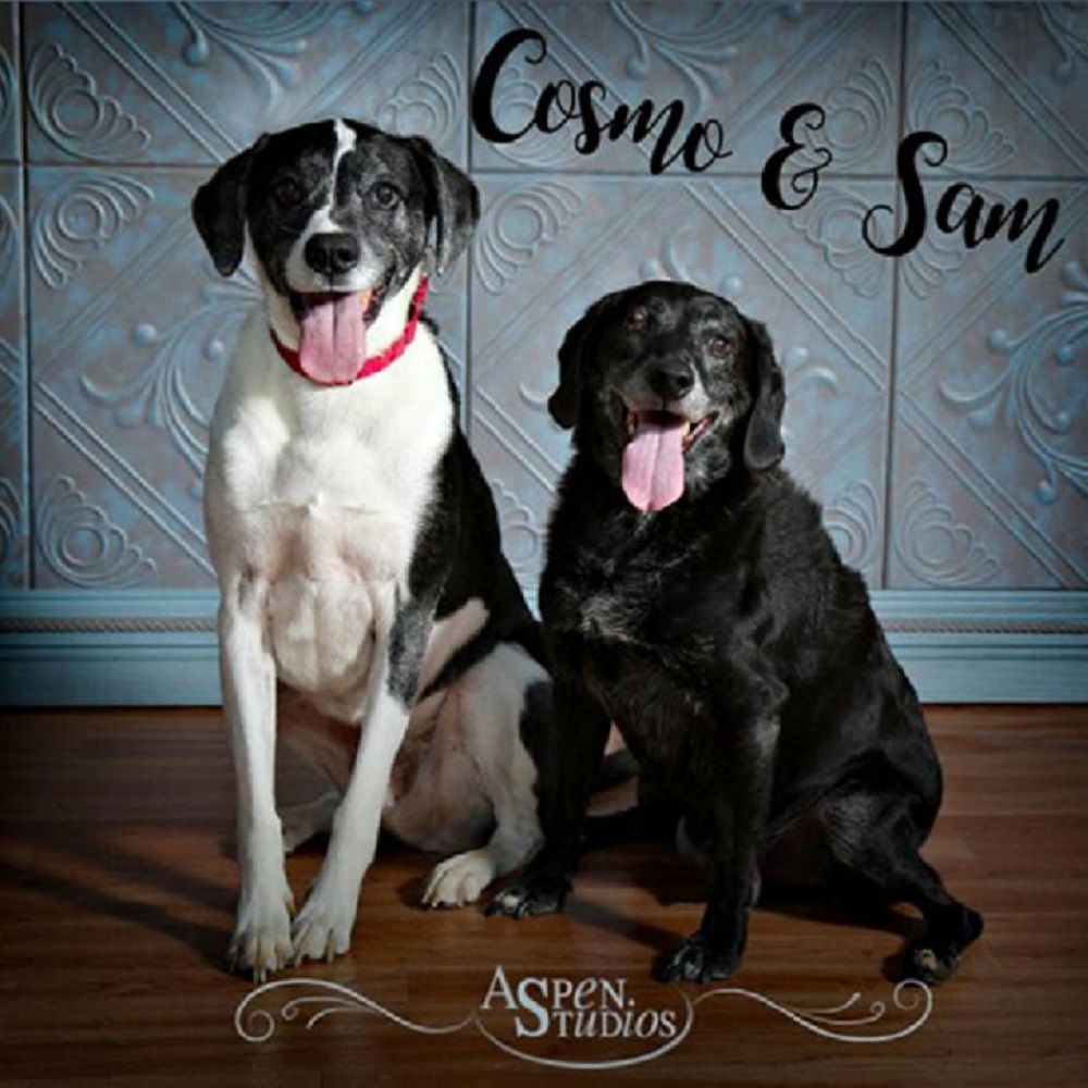 cosmo-sam-adozione