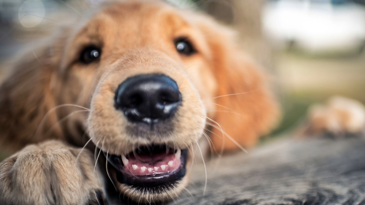 cucciolo di golden retriever