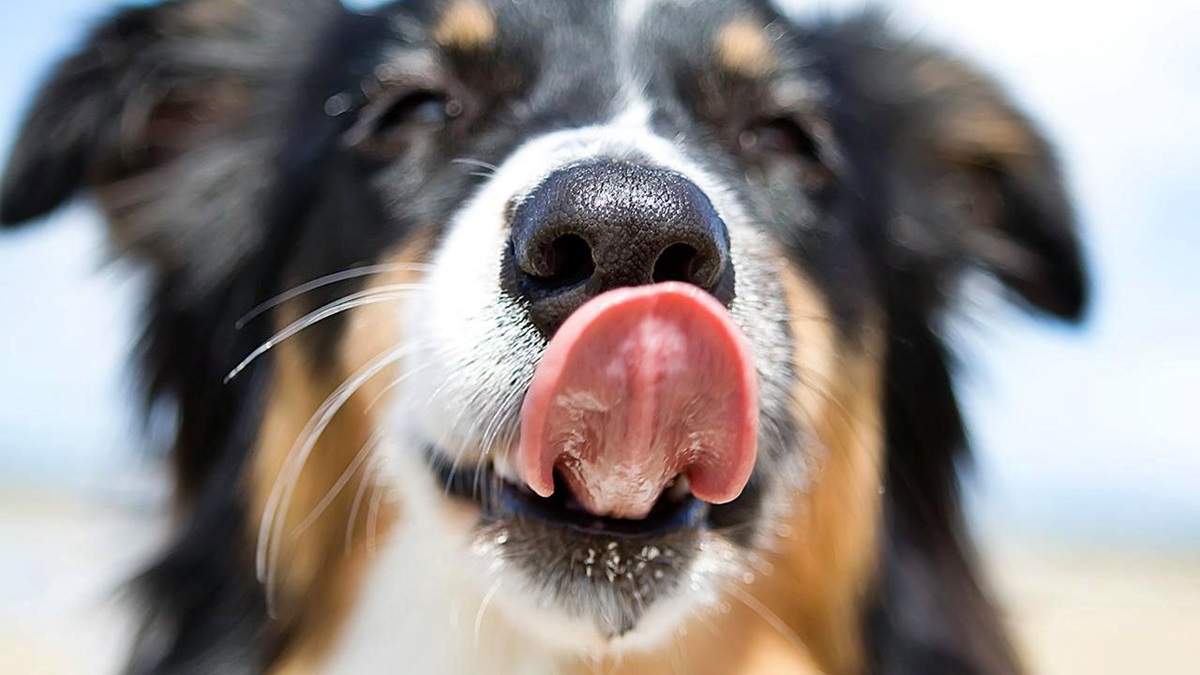 cane con la lingua di fuori