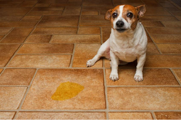 cane e pipì