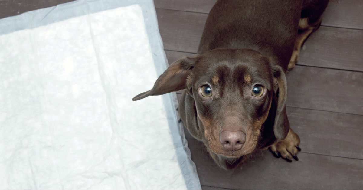 Cucciolo di cane con vescica iperattiva: come bisogna trattarlo