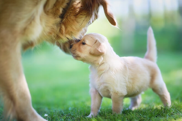 Cibi per cani in attesa