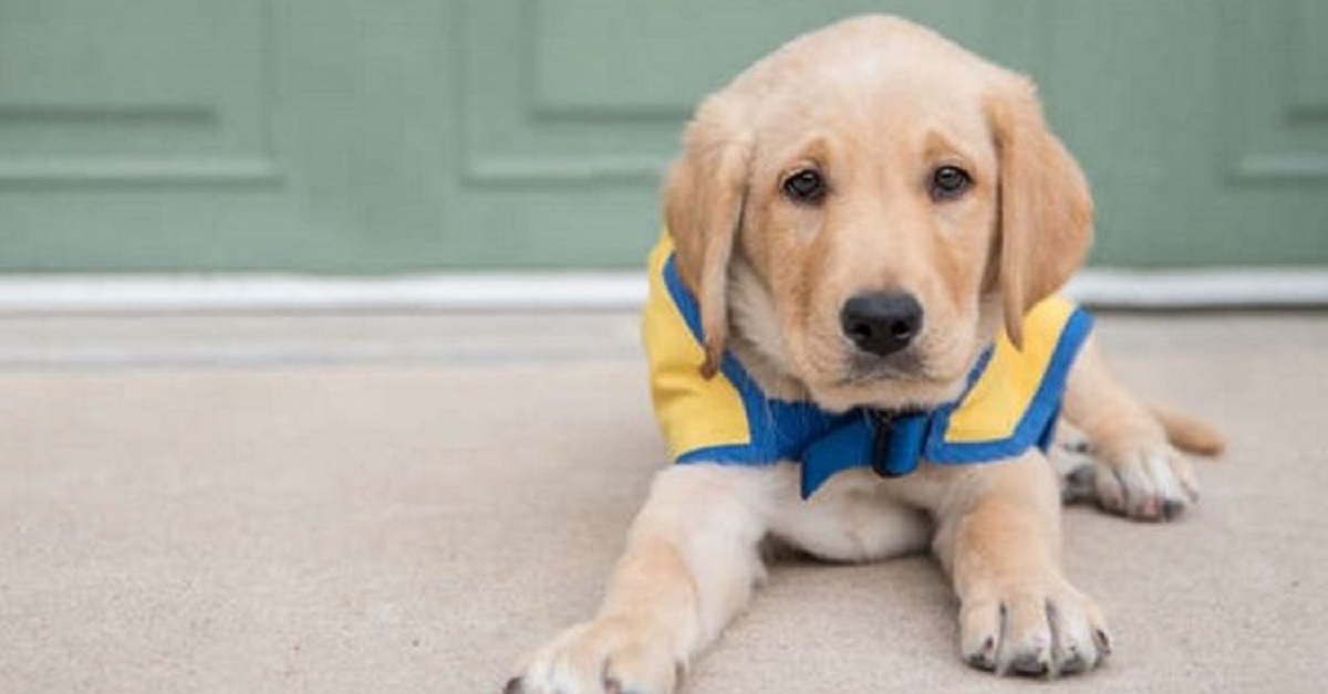 Cane dimentica l’addestramento quando vede di nuovo l’insegnante