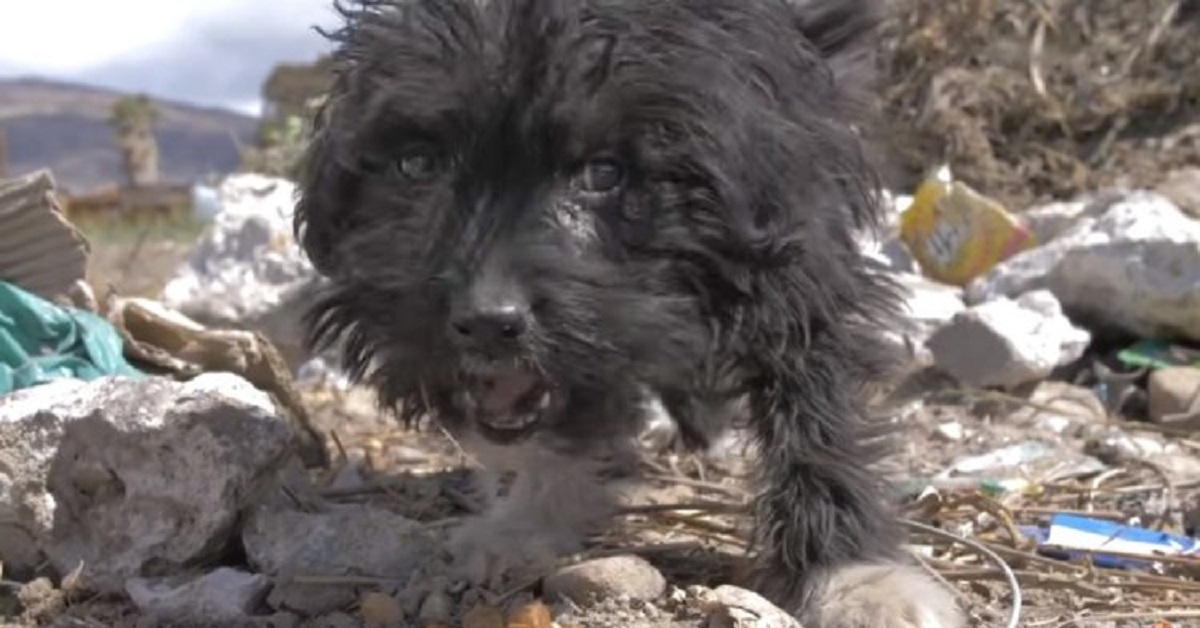 Cucciolo salvato dopo essere stato abbandonato nella discarica