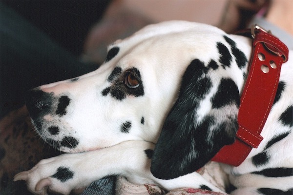 Il sonno dei cani non profondo come il nostro