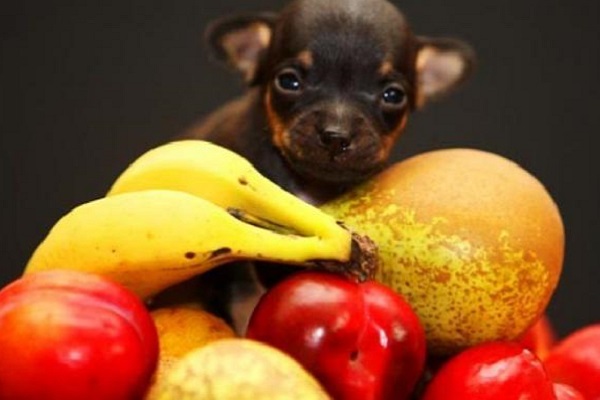 cane piccol sulla frutta