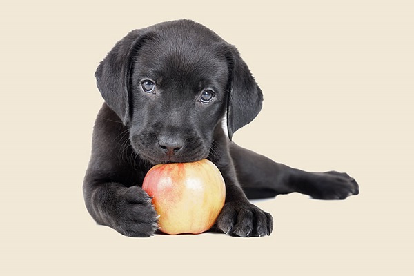 cane piccolo mangia una mela