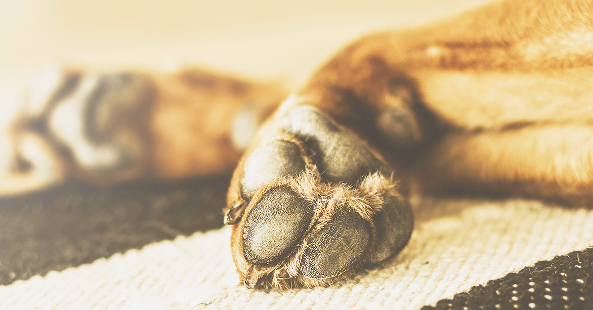 Cucciolo di cane con le zampe storte: cause e come aiutarlo