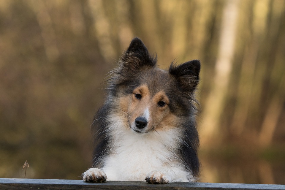 Cane di segno gemelli: caratteristiche, temperamento