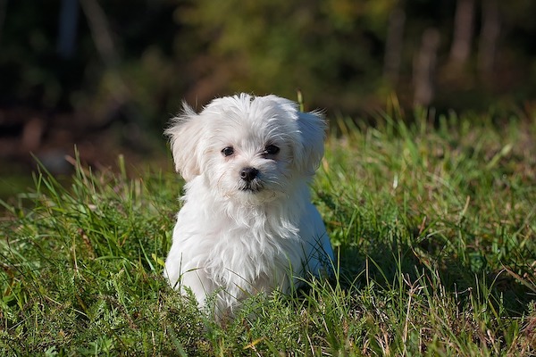 La domanda che ci viene spontanea, quando osserviamo fido in bagno, è perché i cani alzano la zampa quando fanno pipì. Lo scopriamo insieme in questo articolo.  Marcare il territorio, ma non solo