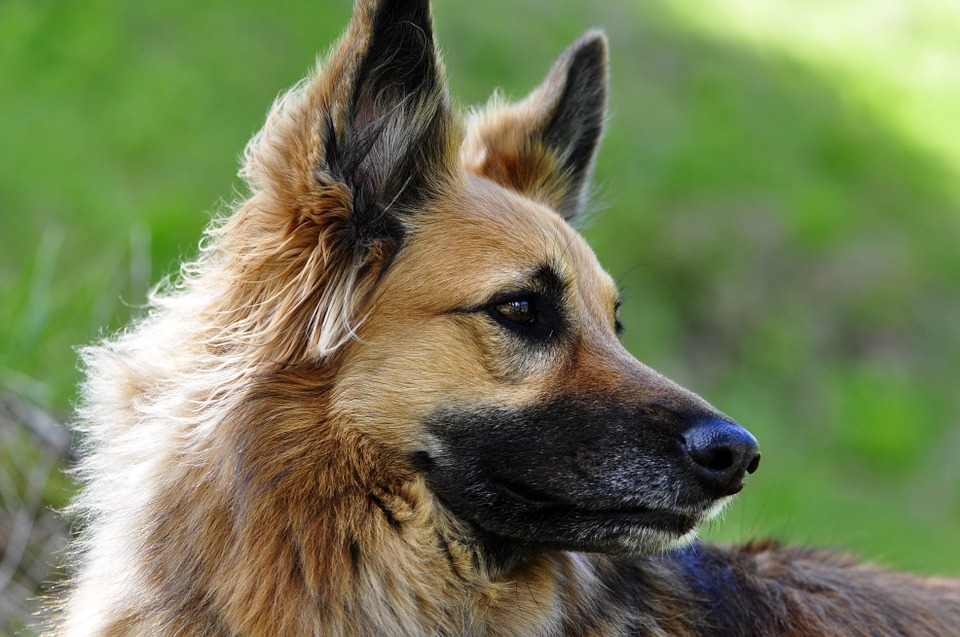 Cane di segno scorpione: caratteristiche, temperamento