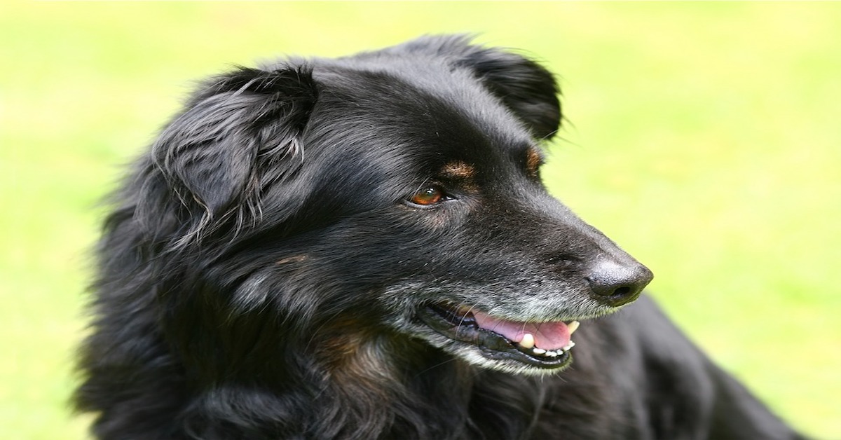 Stress e peli bianchi nel cane: c’è una connessione come per gli umani?