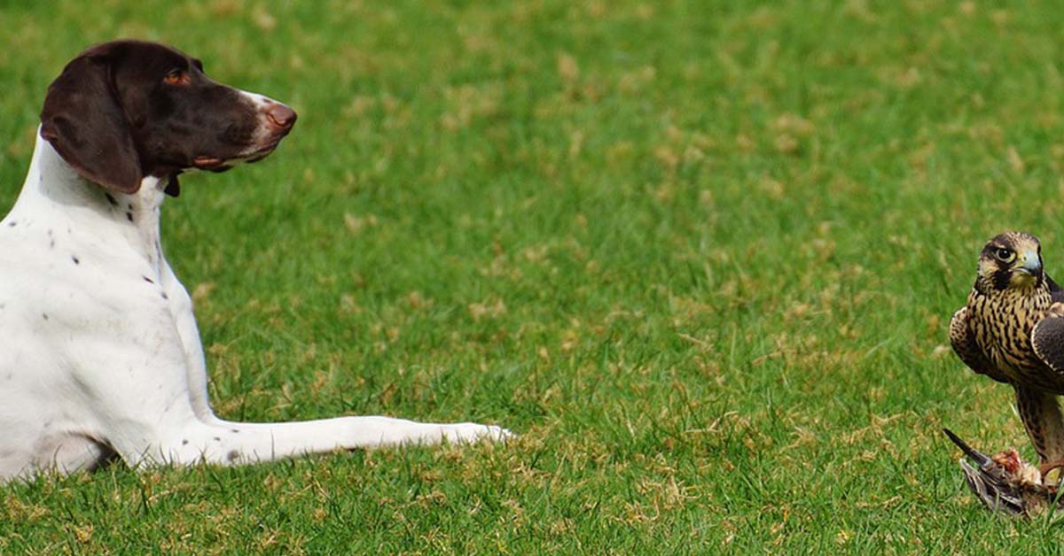 Il cane porta animali morti in regalo: ecco cosa significa