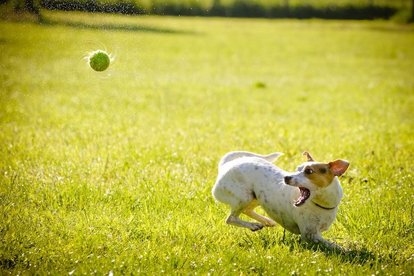 giochi sani per il cane