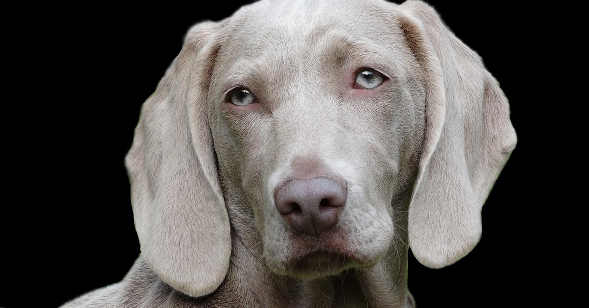 Cane di segno toro: caratteristiche, temperamento