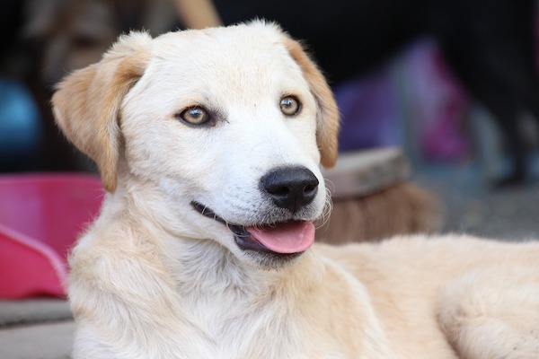 Come aiutare il cane a gestire lo stress