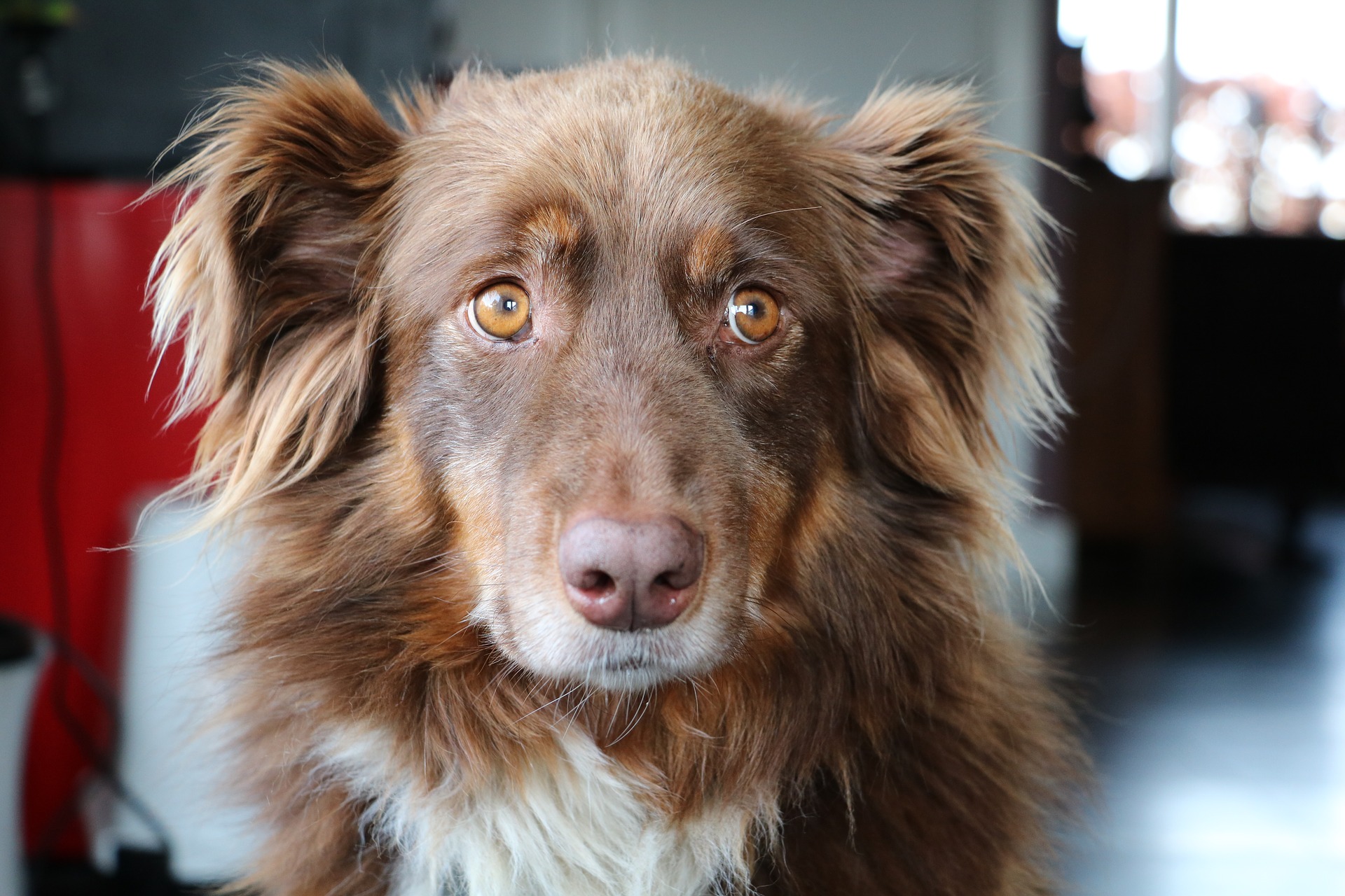 Cane di segno cancro: caratteristiche, temperamento