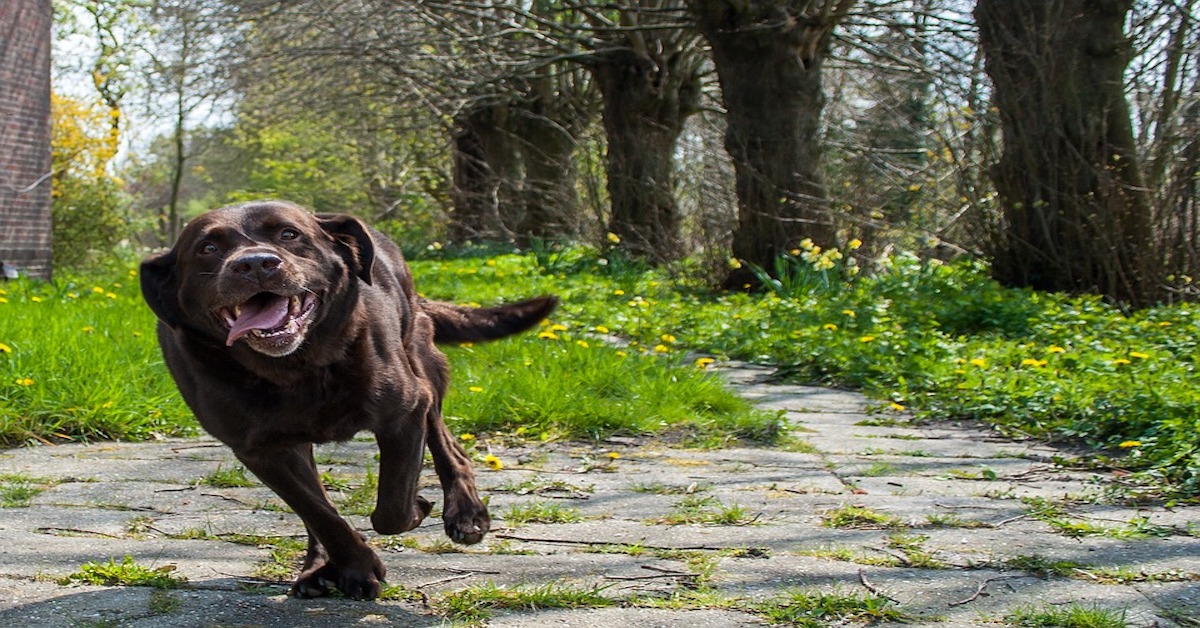 Perché il cane corre dopo aver fatto la cacca?