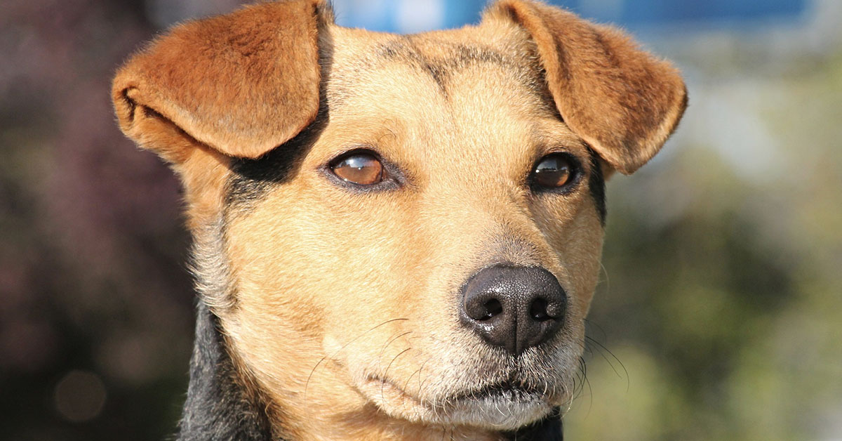 I cani capiscono se sorridiamo? E gli piace?