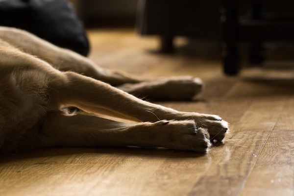 Attenzione a ciò che mangia il cane