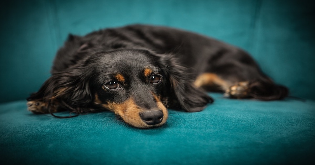 Il cane guarda altri cani in tv: capisce ciò che vede?