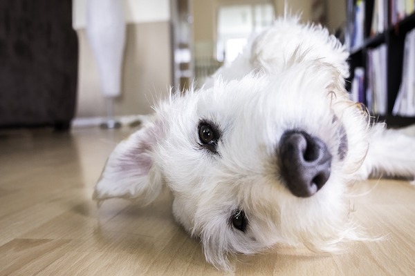 Come evitare che il cane scivoli