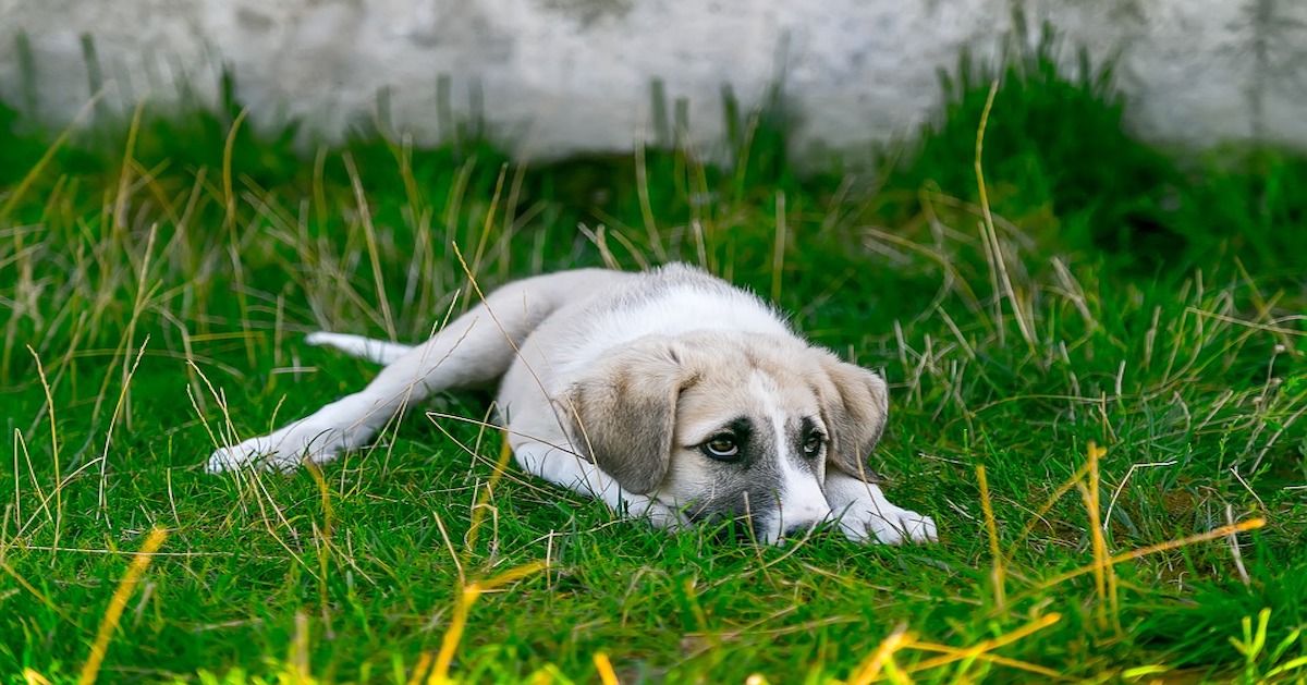 Spray calmante per cane fatto in casa: come farlo e quando usarlo