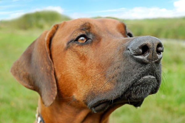 antistaminici per cani