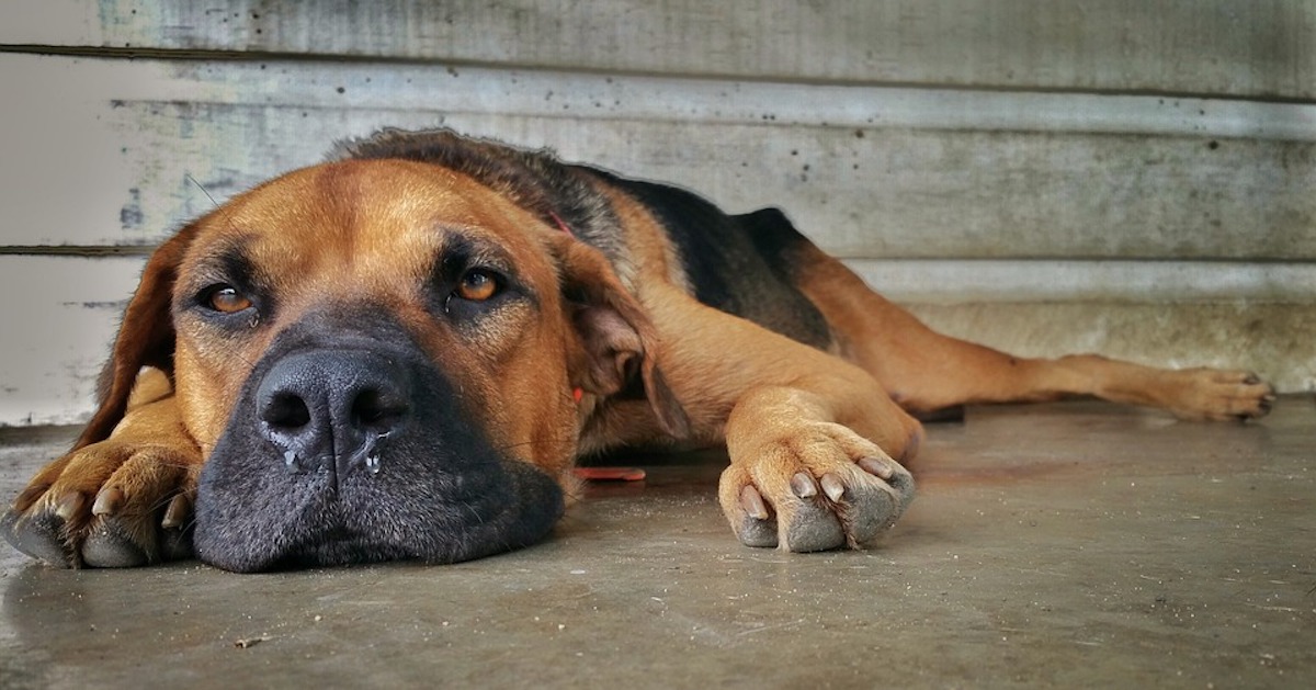 Antistaminici umani al cane: ecco se possono assumerli