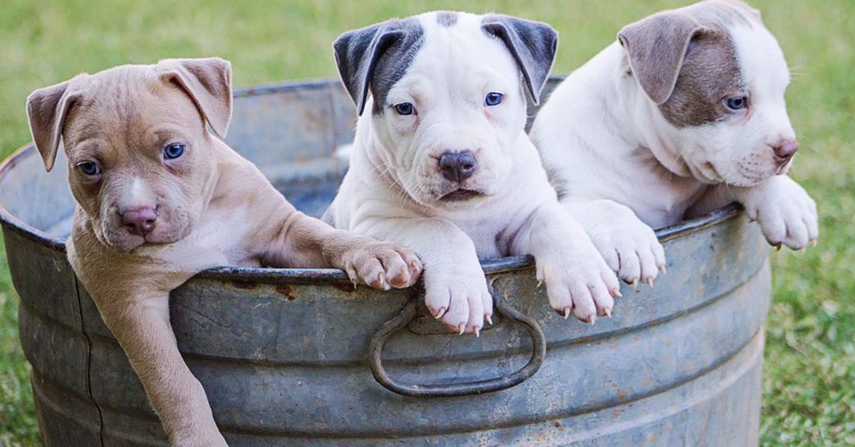 Il cane ha il segno zodiacale o l’astrologia è solo per gli umani?