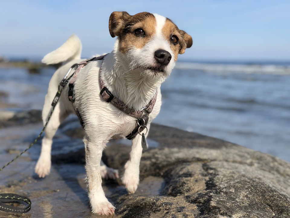 Cane di segno cancro: caratteristiche, temperamento