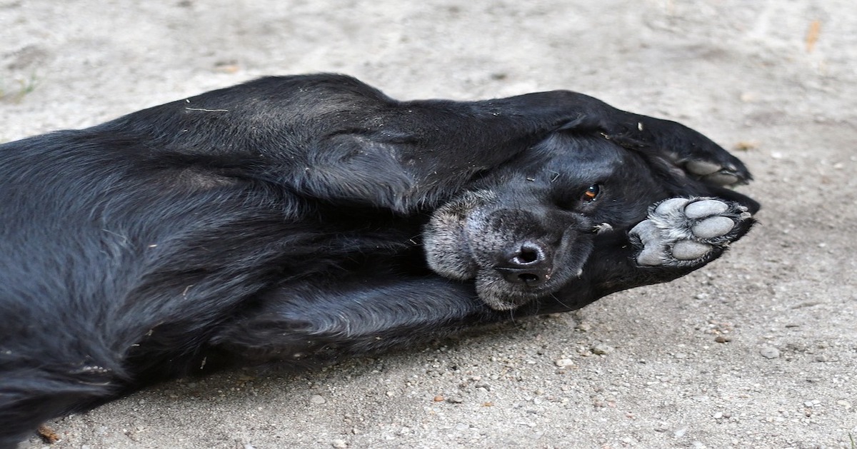 Insegnare al cane a salutare con la zampa: ecco come fare