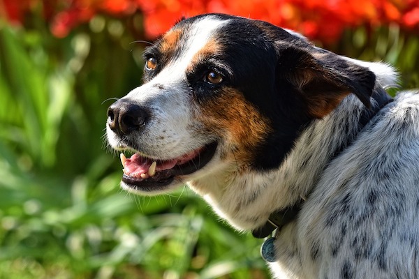 Come pulire il muco del cane