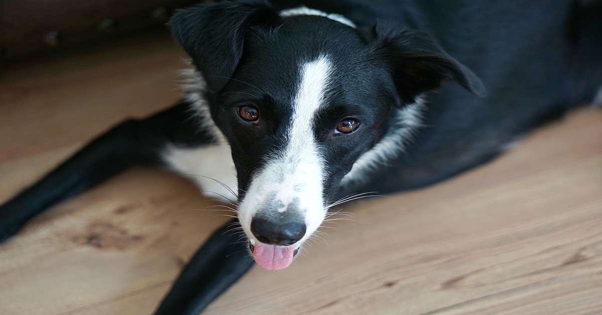 Come mai il cane scivola sul pavimento di legno?