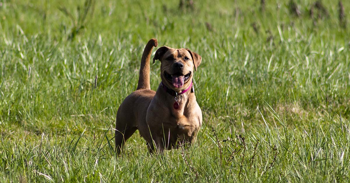 Perché i cani calciano con le zampe posteriori?