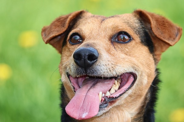 I motivi per cui il cane fissa