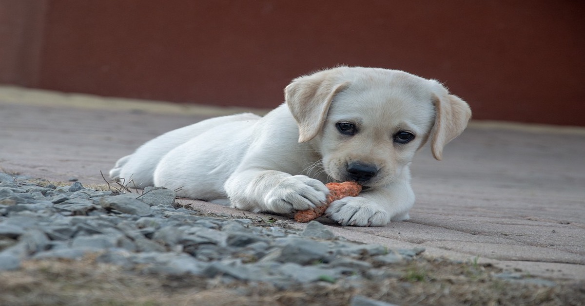 I cani preferiscono cibo o coccole, per essere premiati?