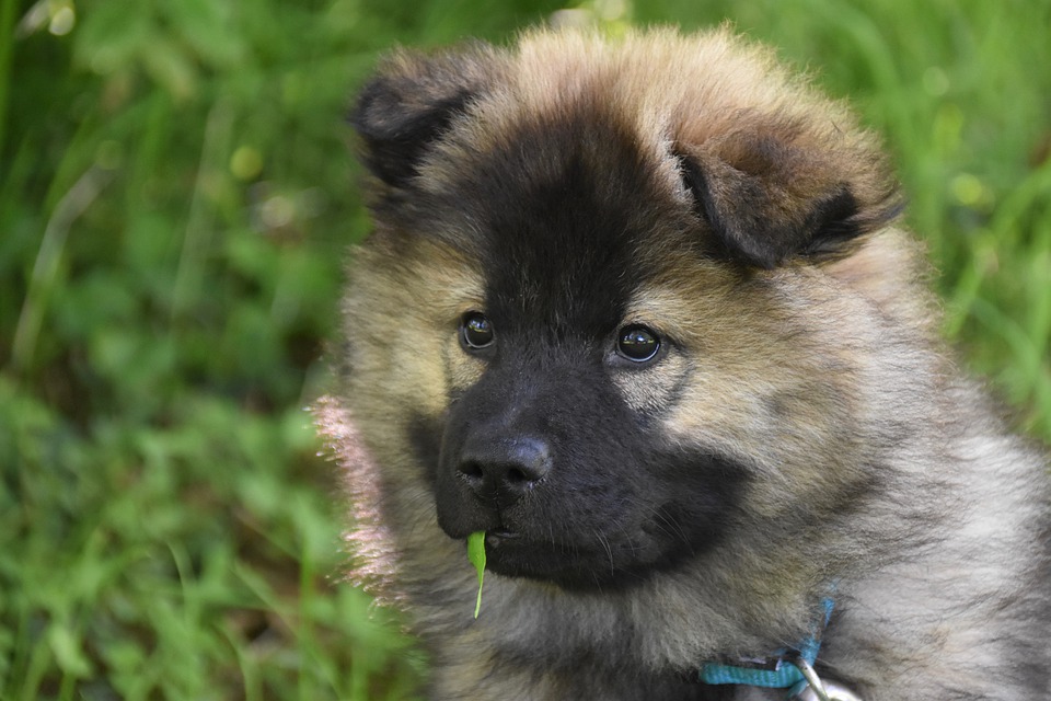 Cane di segno Ariete: caratteristiche, temperamento