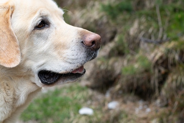 cane sceglie posto per cacca