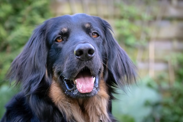 Come curare il muso screpolato del cane