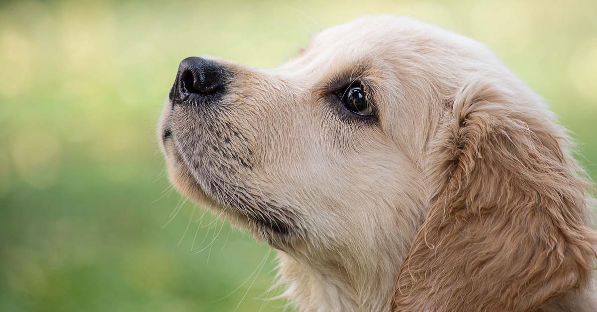 I cani sono empatici? E da cosa si capisce?